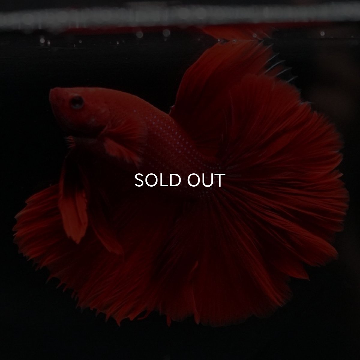 画像3: HM　ソリッドレッド (3)