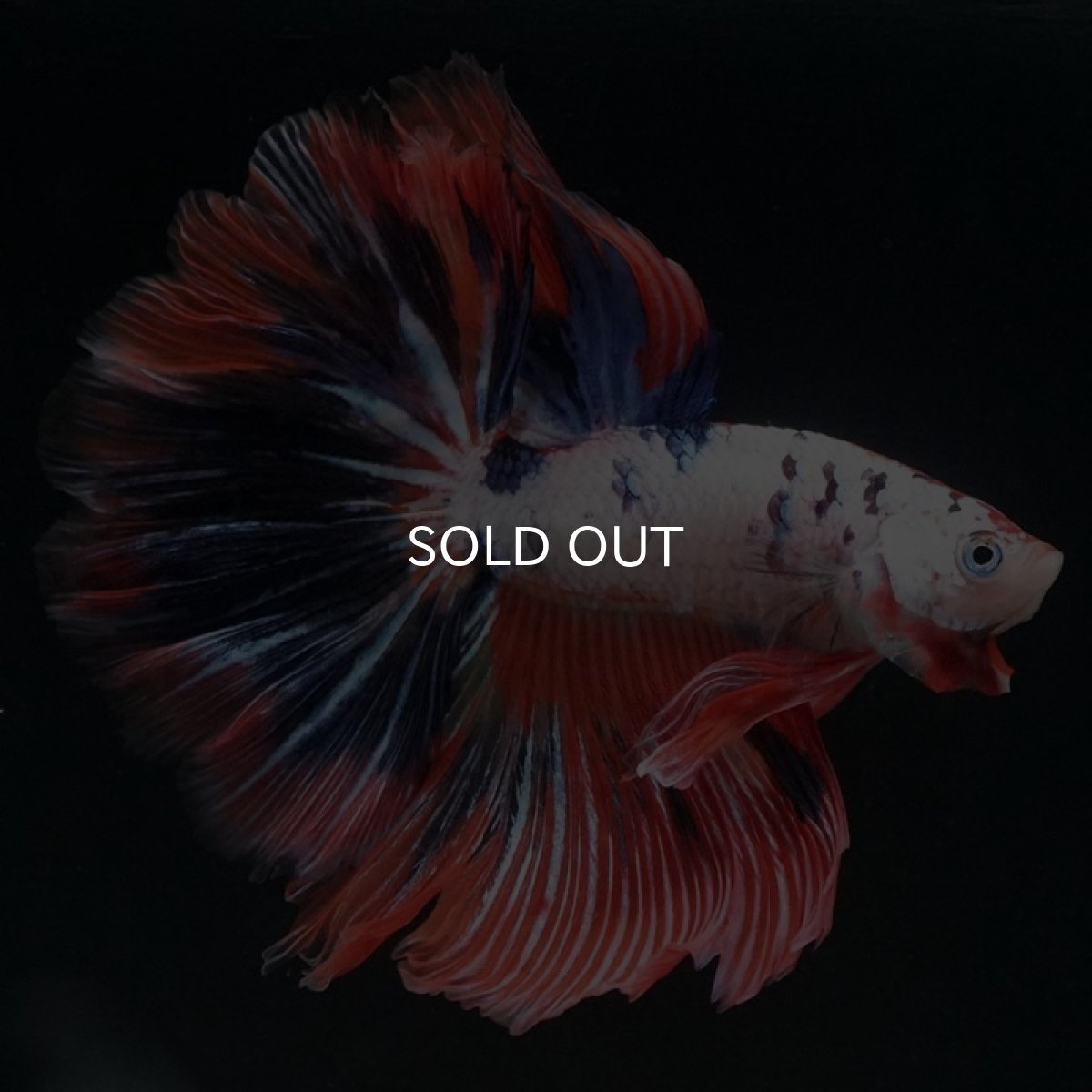 画像2: HM　ホワイトファンシー　フェザーテール (2)