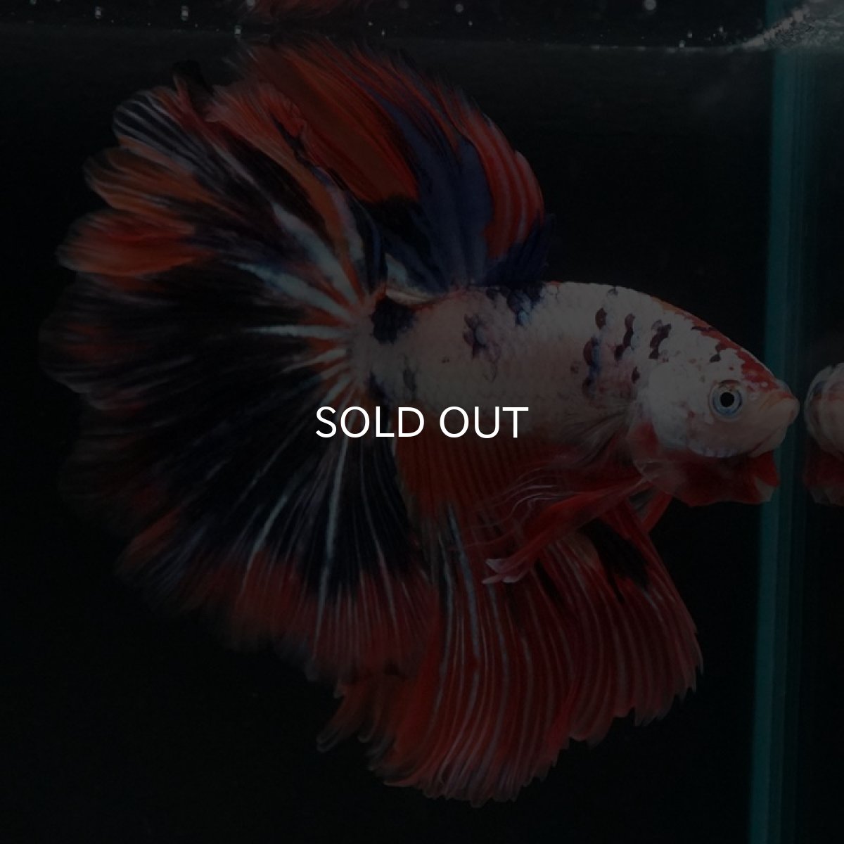 画像4: HM　ホワイトファンシー　フェザーテール (4)