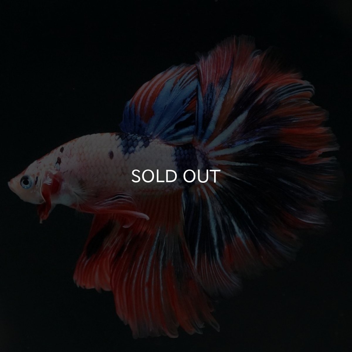 画像5: HM　ホワイトファンシー　フェザーテール (5)