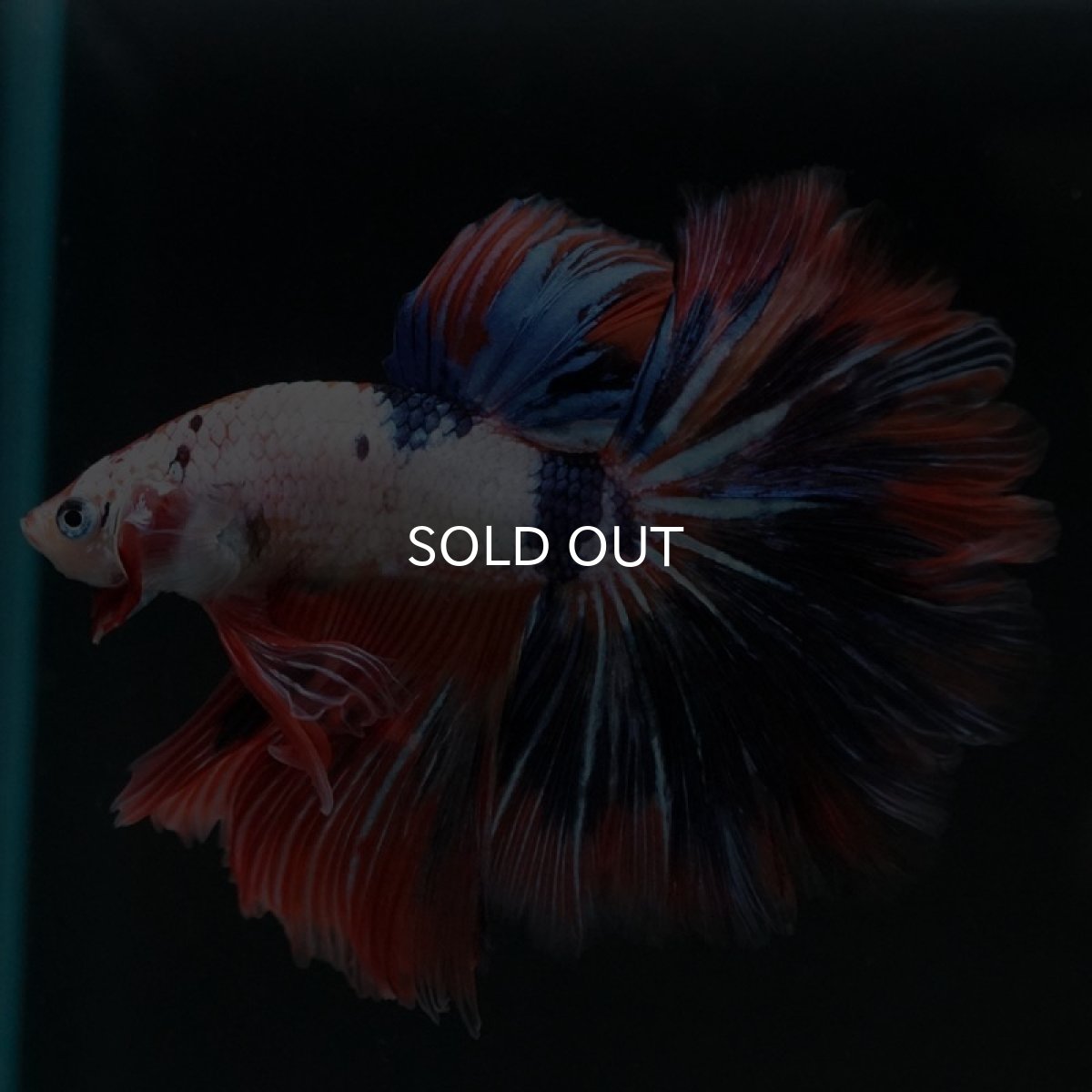 画像3: HM　ホワイトファンシー　フェザーテール (3)