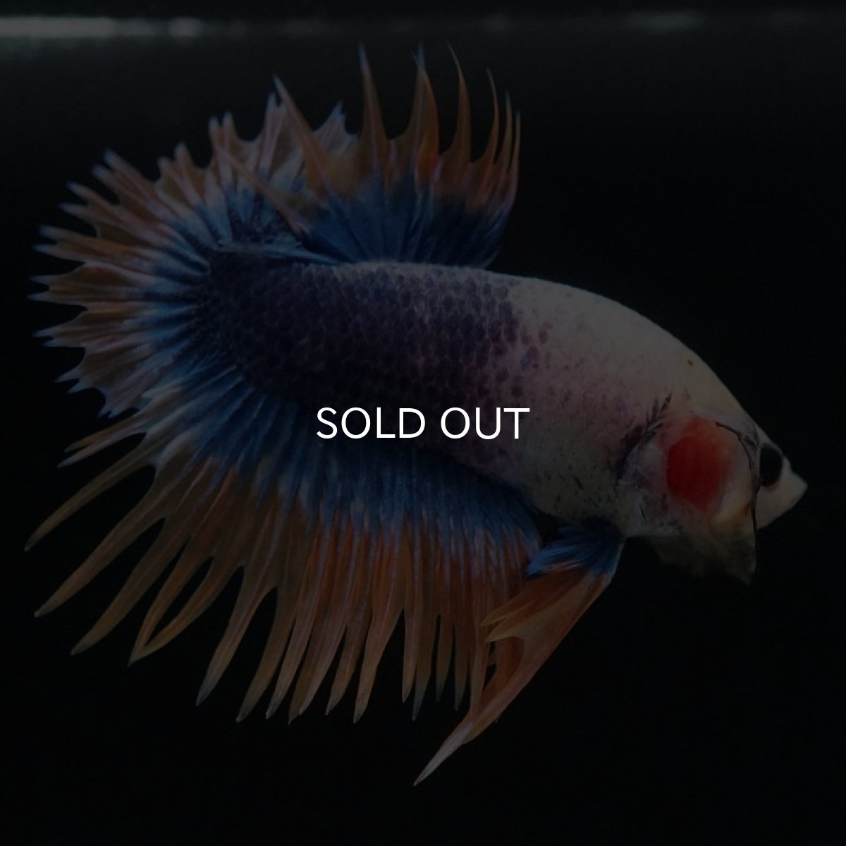 画像8: CTPK イエローブルー (8)