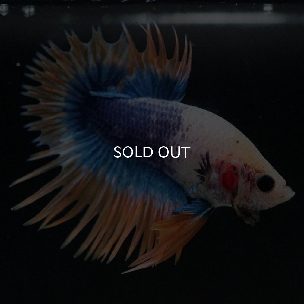 画像7: CTPK イエローブルー (7)