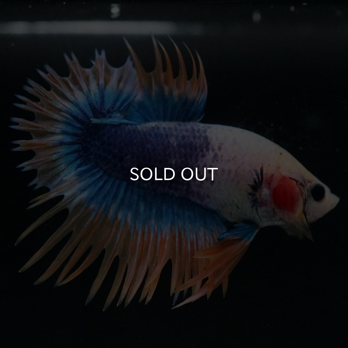 画像5: CTPK イエローブルー (5)