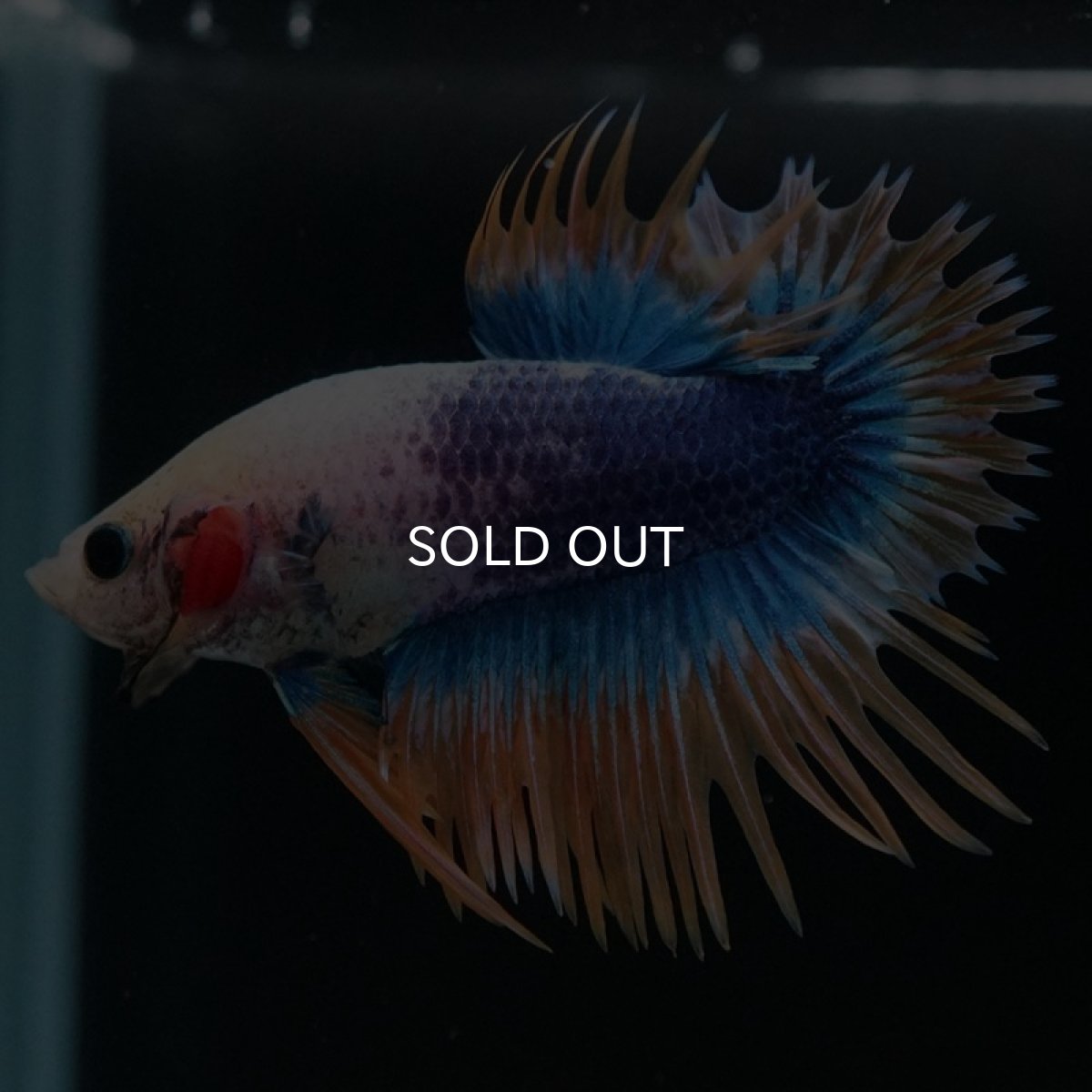 画像2: CTPK イエローブルー (2)