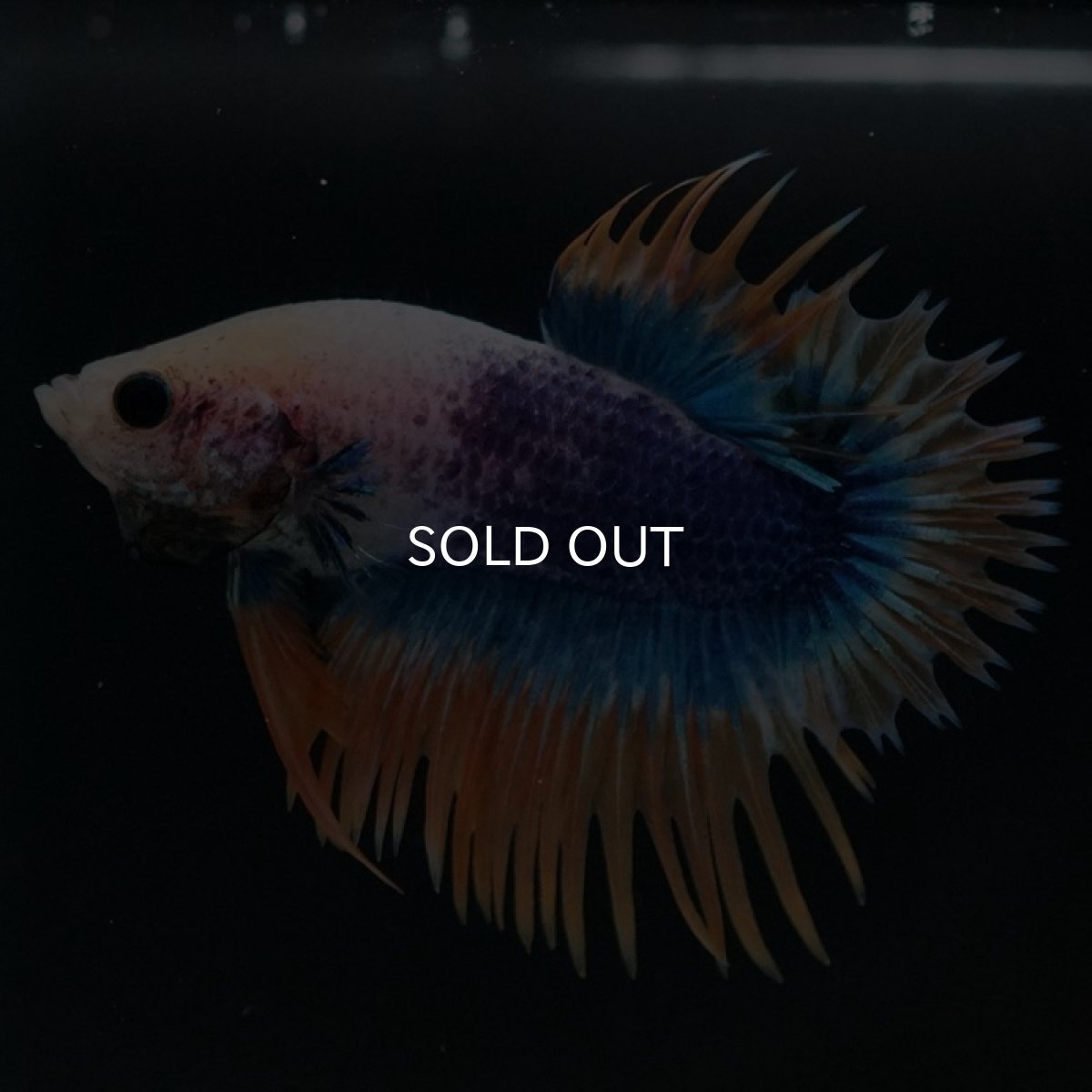 画像6: CTPK イエローブルー (6)