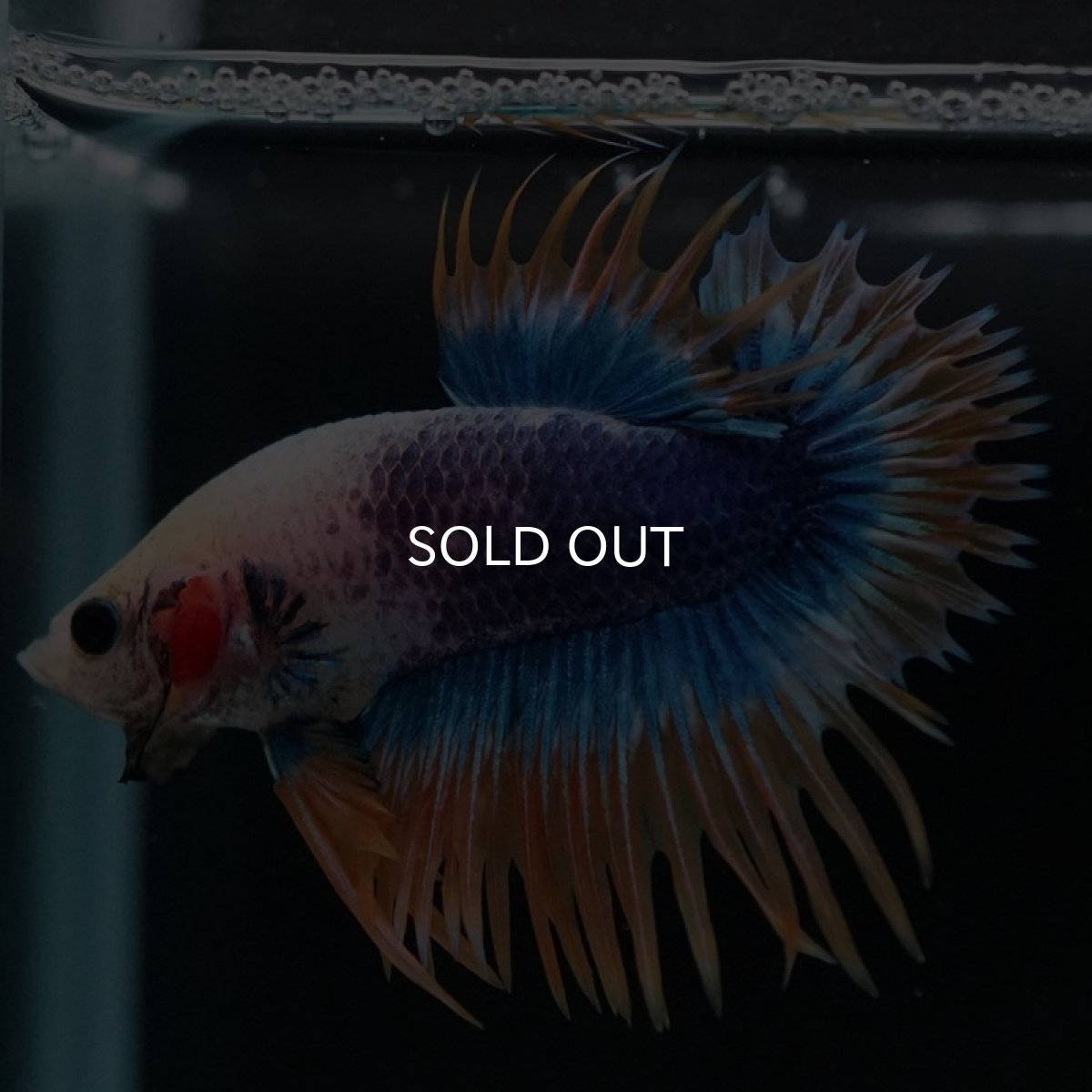 画像4: CTPK イエローブルー (4)