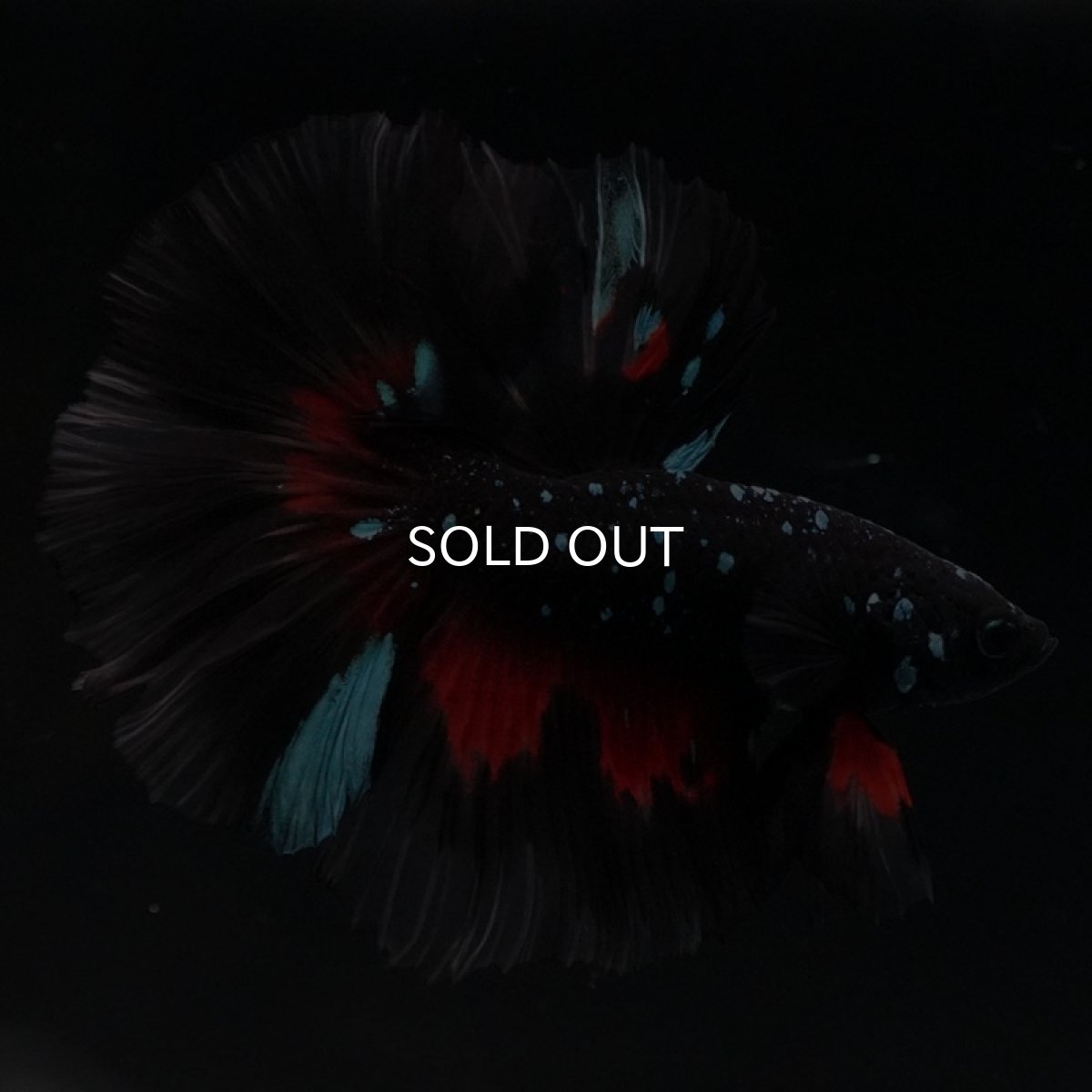 画像2: HM　ブラックスター (2)