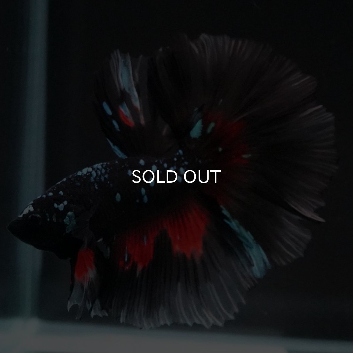 画像3: HM　ブラックスター (3)