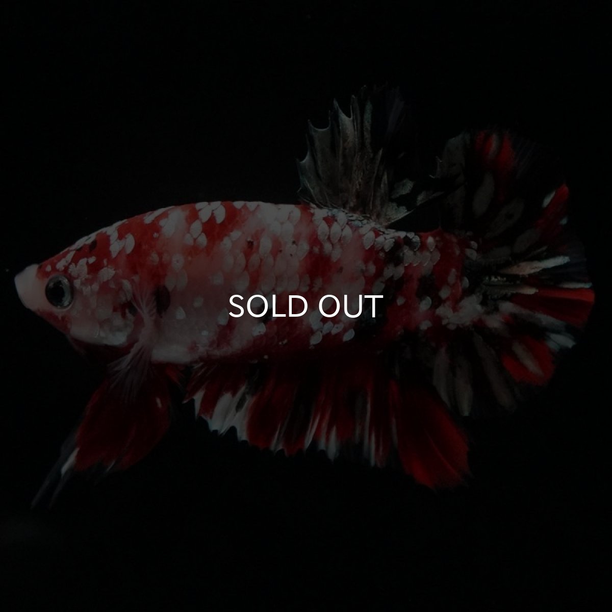 画像7: HMPK　鯉カッパーギャラクシー (7)