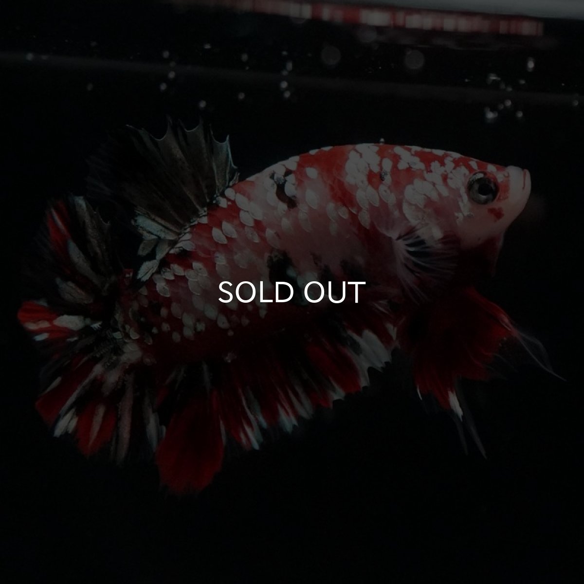 画像5: HMPK　鯉カッパーギャラクシー (5)