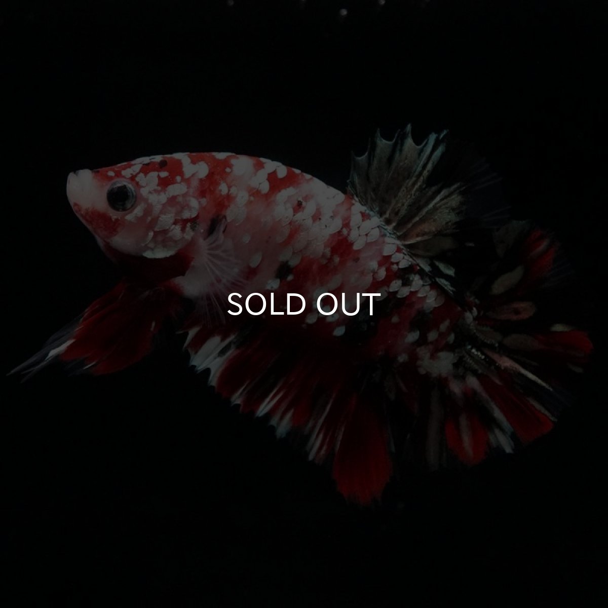 画像6: HMPK　鯉カッパーギャラクシー (6)