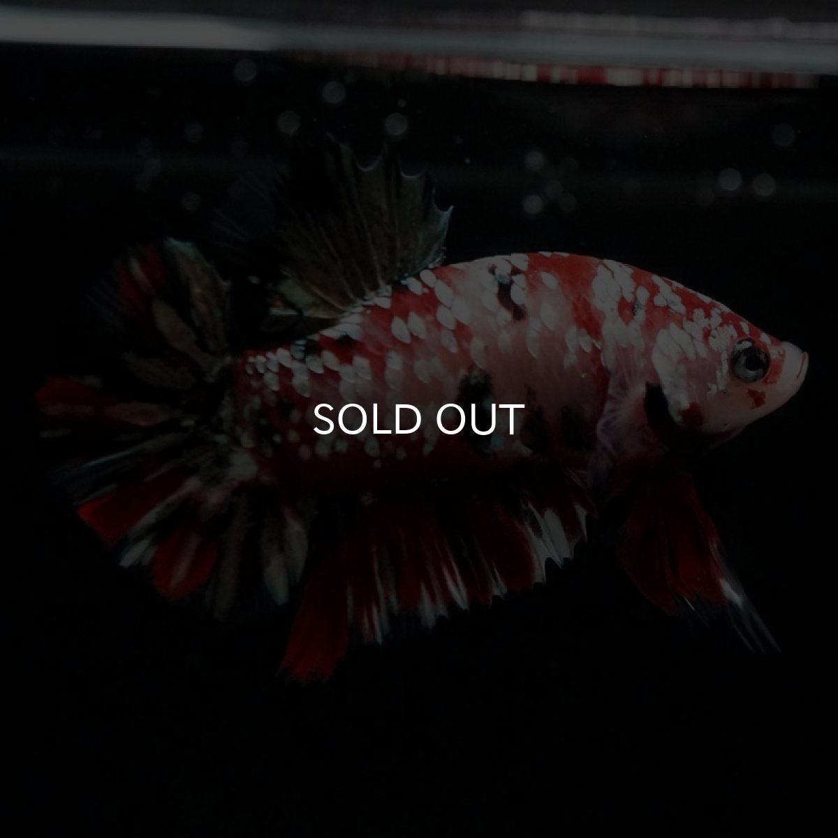 画像3: HMPK　鯉カッパーギャラクシー (3)