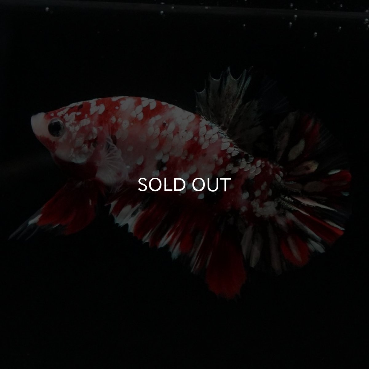 画像2: HMPK　鯉カッパーギャラクシー (2)