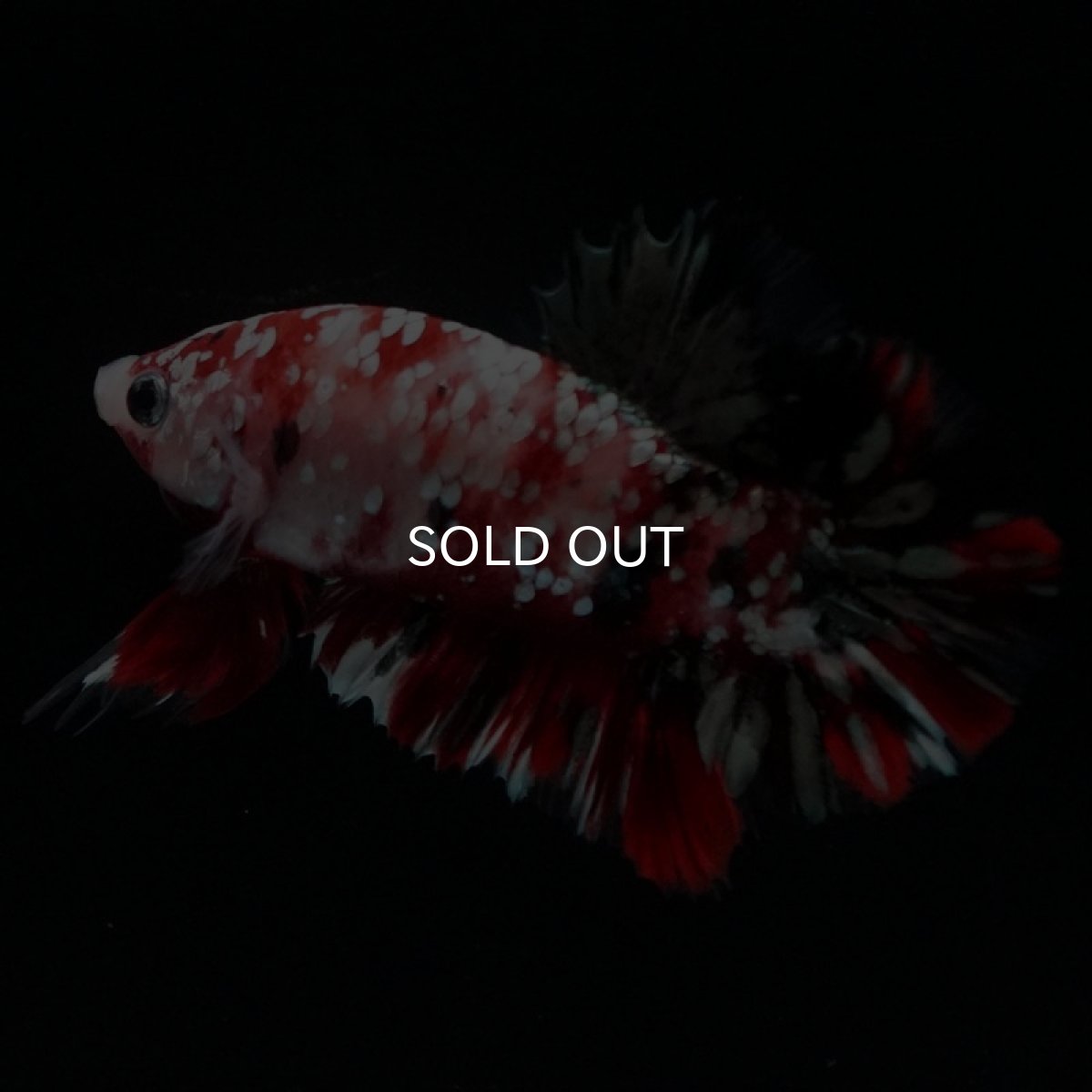 画像4: HMPK　鯉カッパーギャラクシー (4)