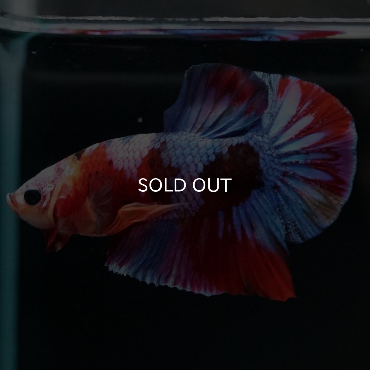 画像3: HMPK キャンディギャラクシー (3)