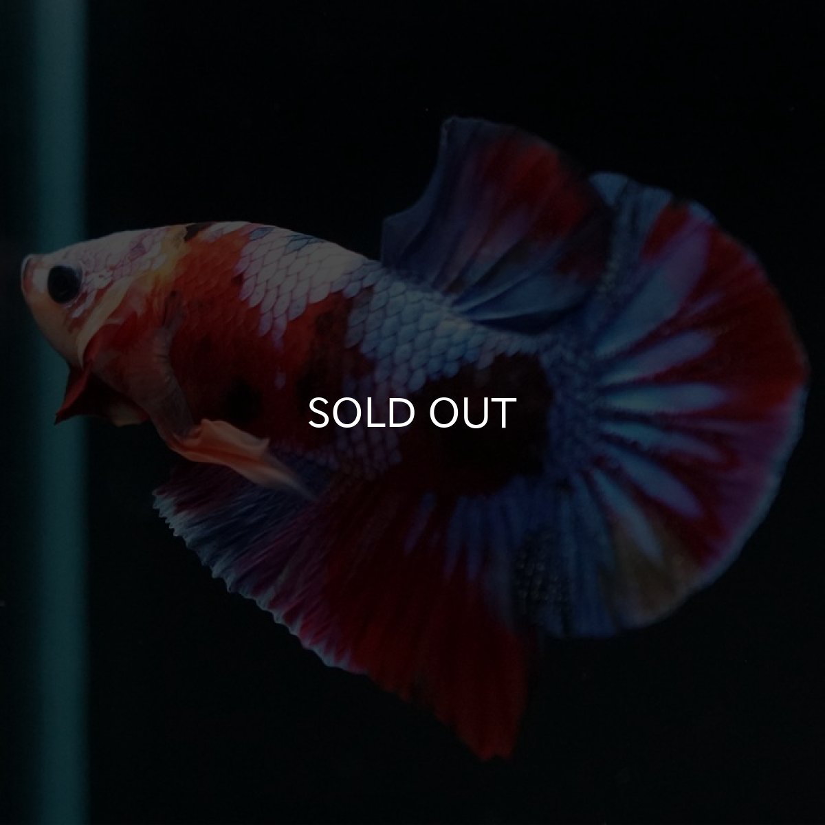 画像2: HMPK キャンディギャラクシー (2)