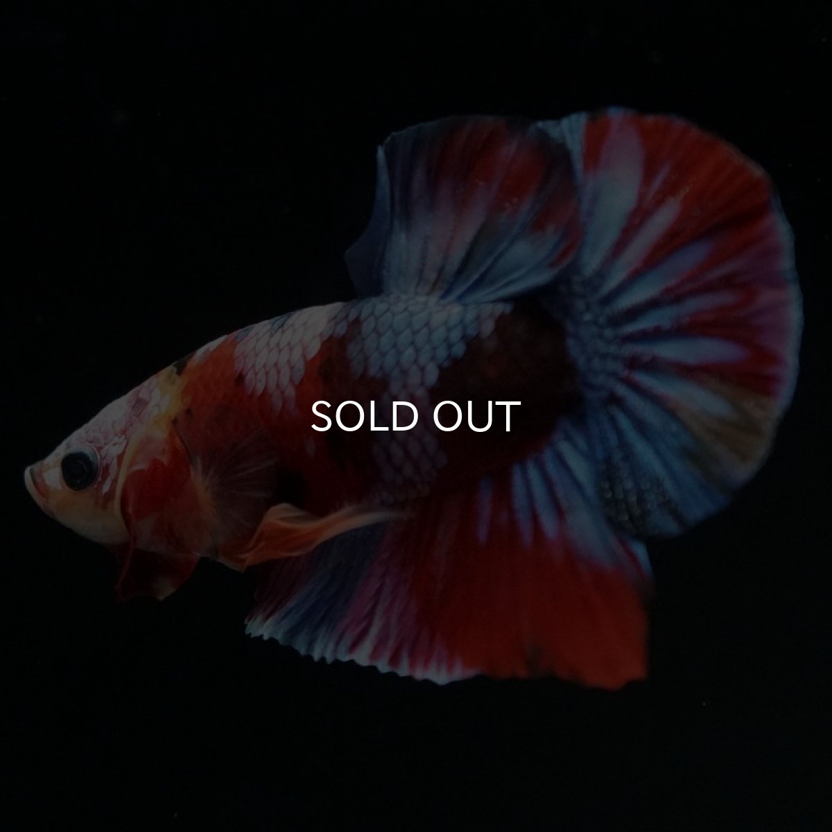 画像6: HMPK キャンディギャラクシー (6)