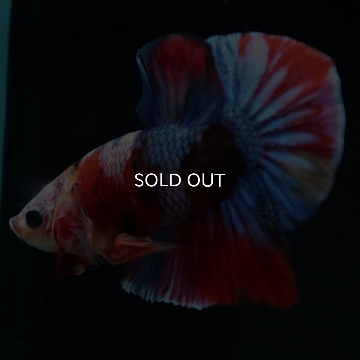 画像5: HMPK キャンディギャラクシー (5)