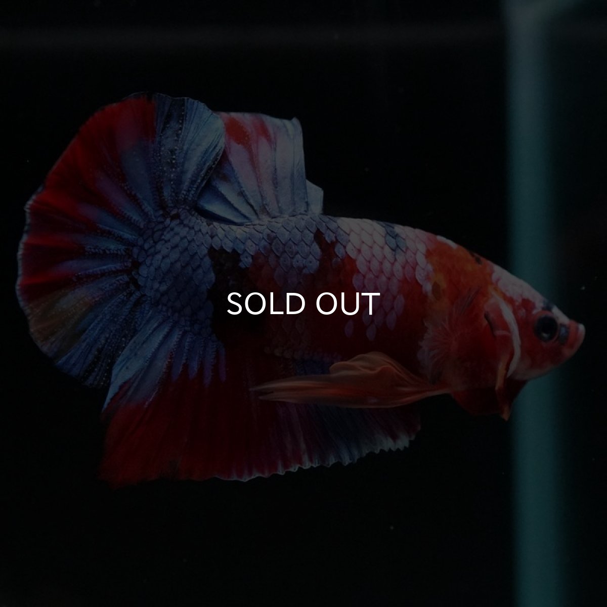 画像4: HMPK キャンディギャラクシー (4)