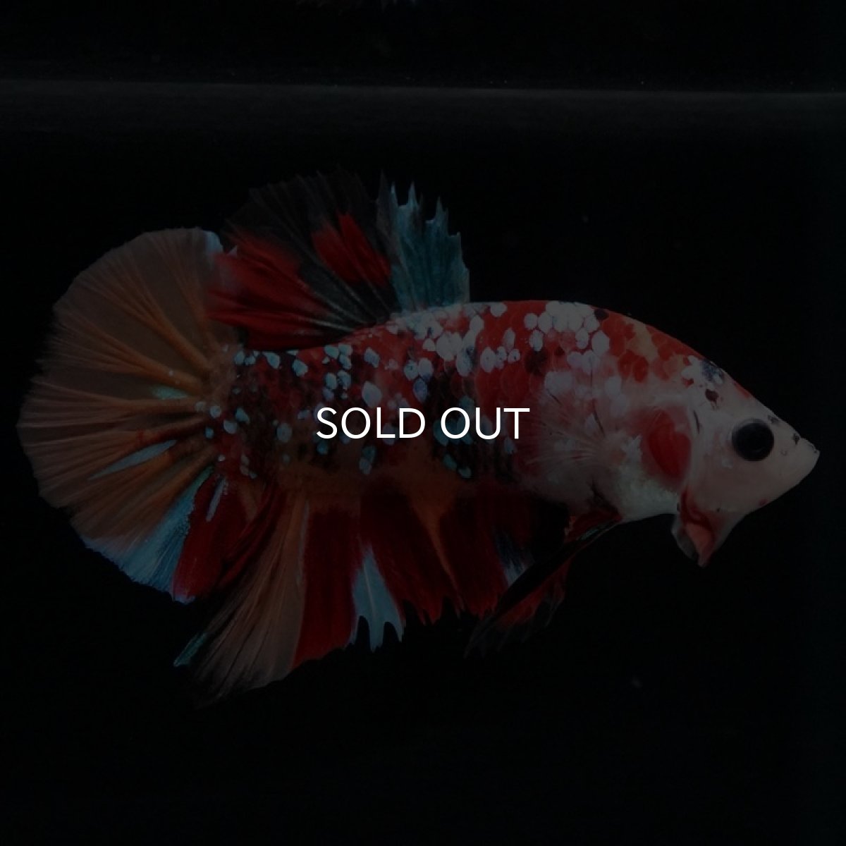 画像6: HMPK　キャンディギャラクシー (6)