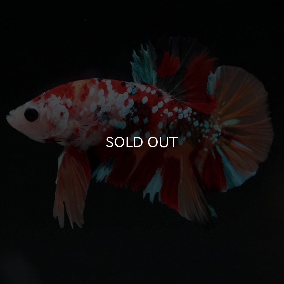 画像5: HMPK　キャンディギャラクシー (5)