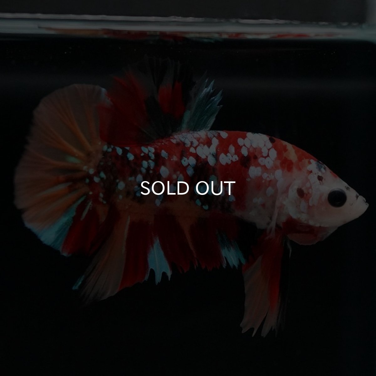 画像2: HMPK　キャンディギャラクシー (2)