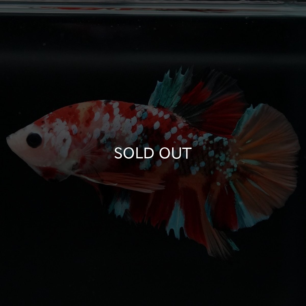 画像3: HMPK　キャンディギャラクシー (3)