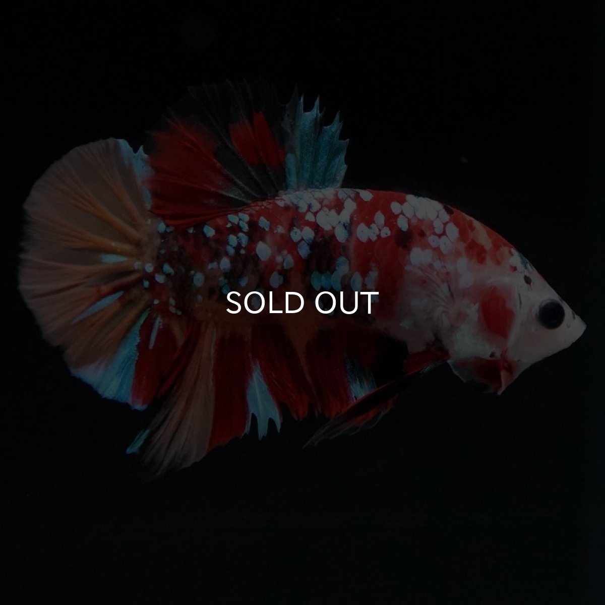 画像4: HMPK　キャンディギャラクシー (4)