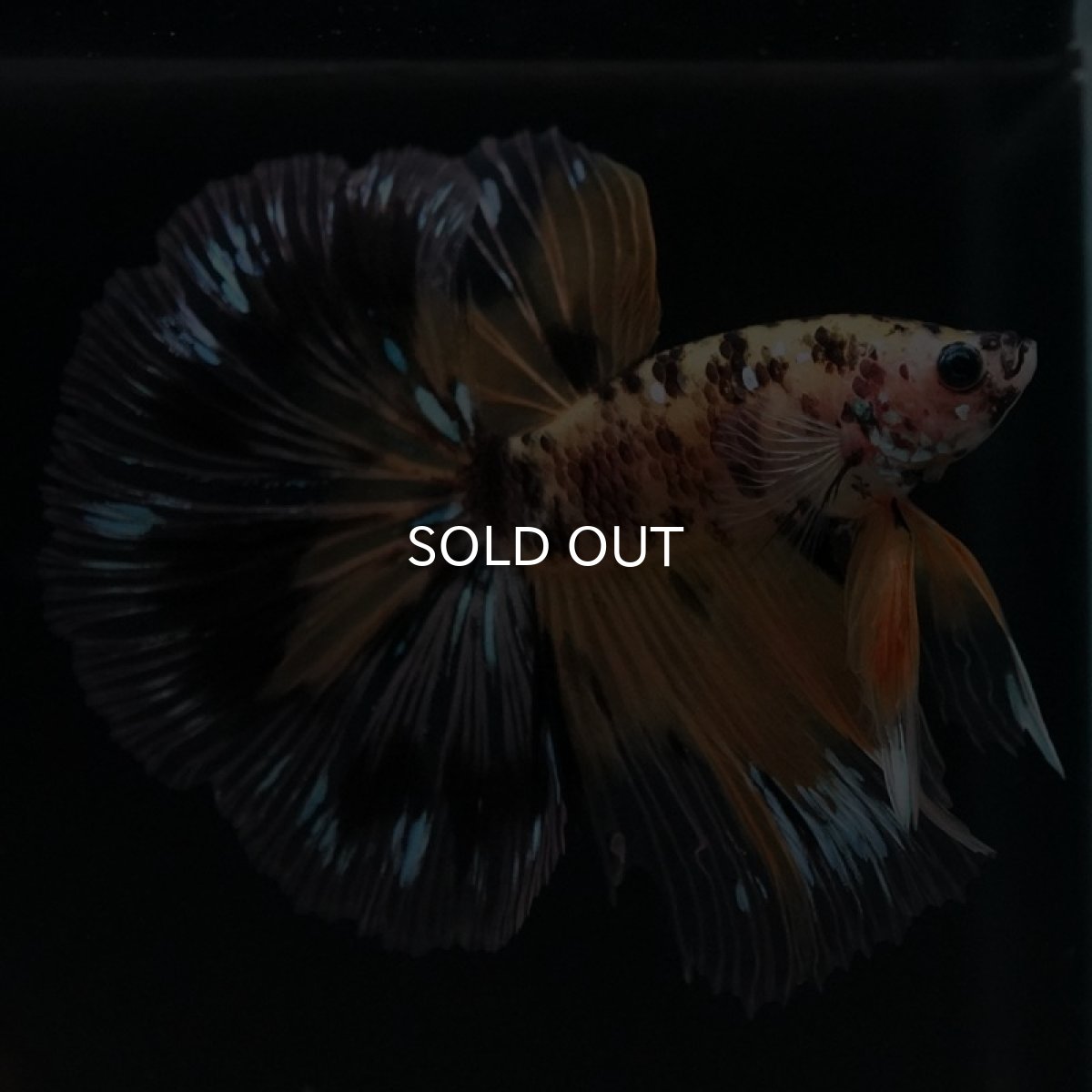 画像8: HM　イエロータイガー (8)