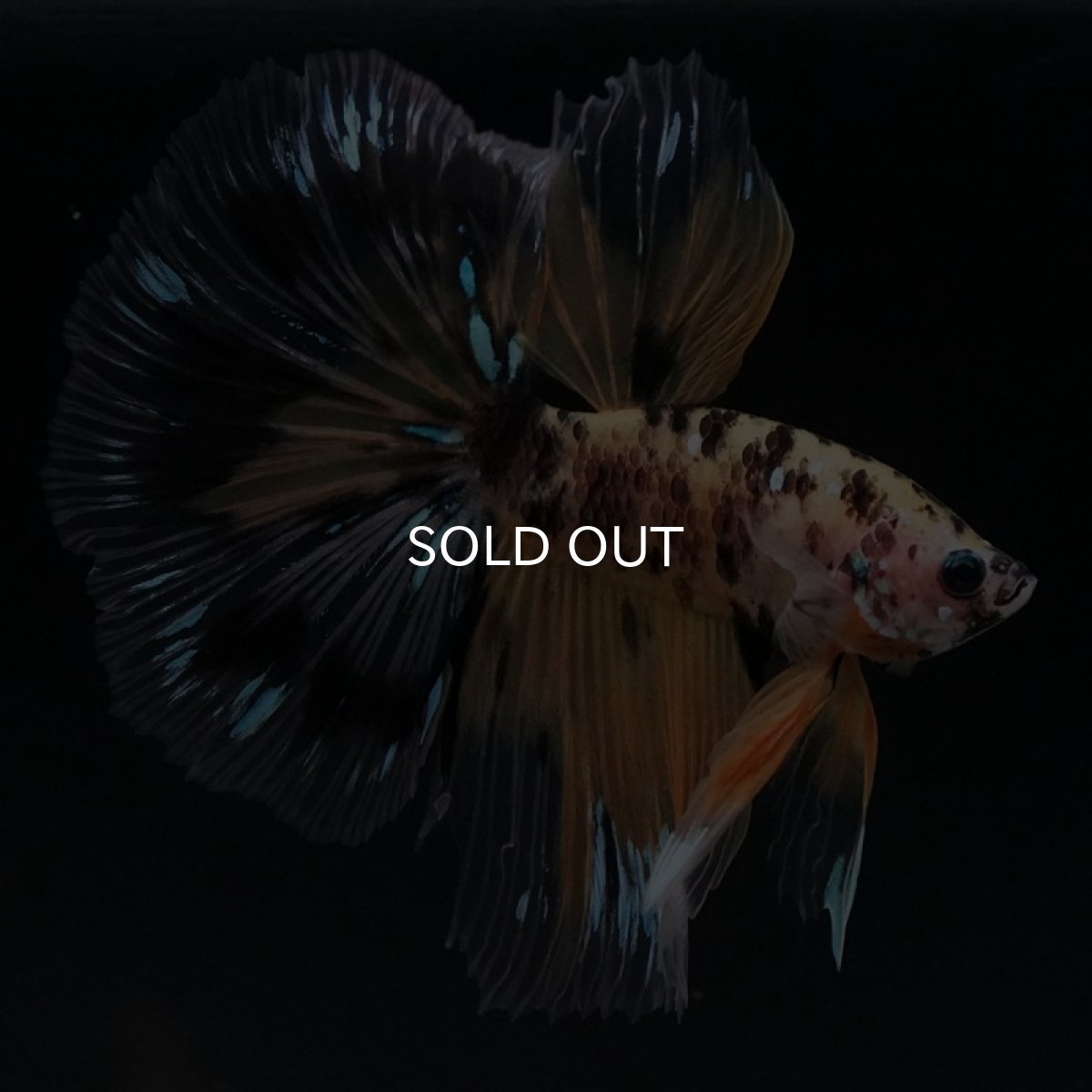 画像3: HM　イエロータイガー (3)