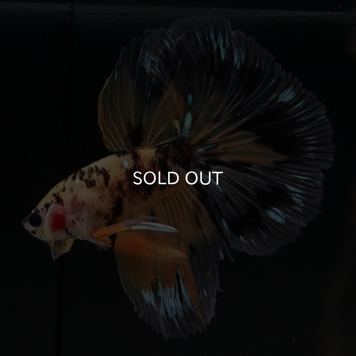 画像2: HM　イエロータイガー (2)