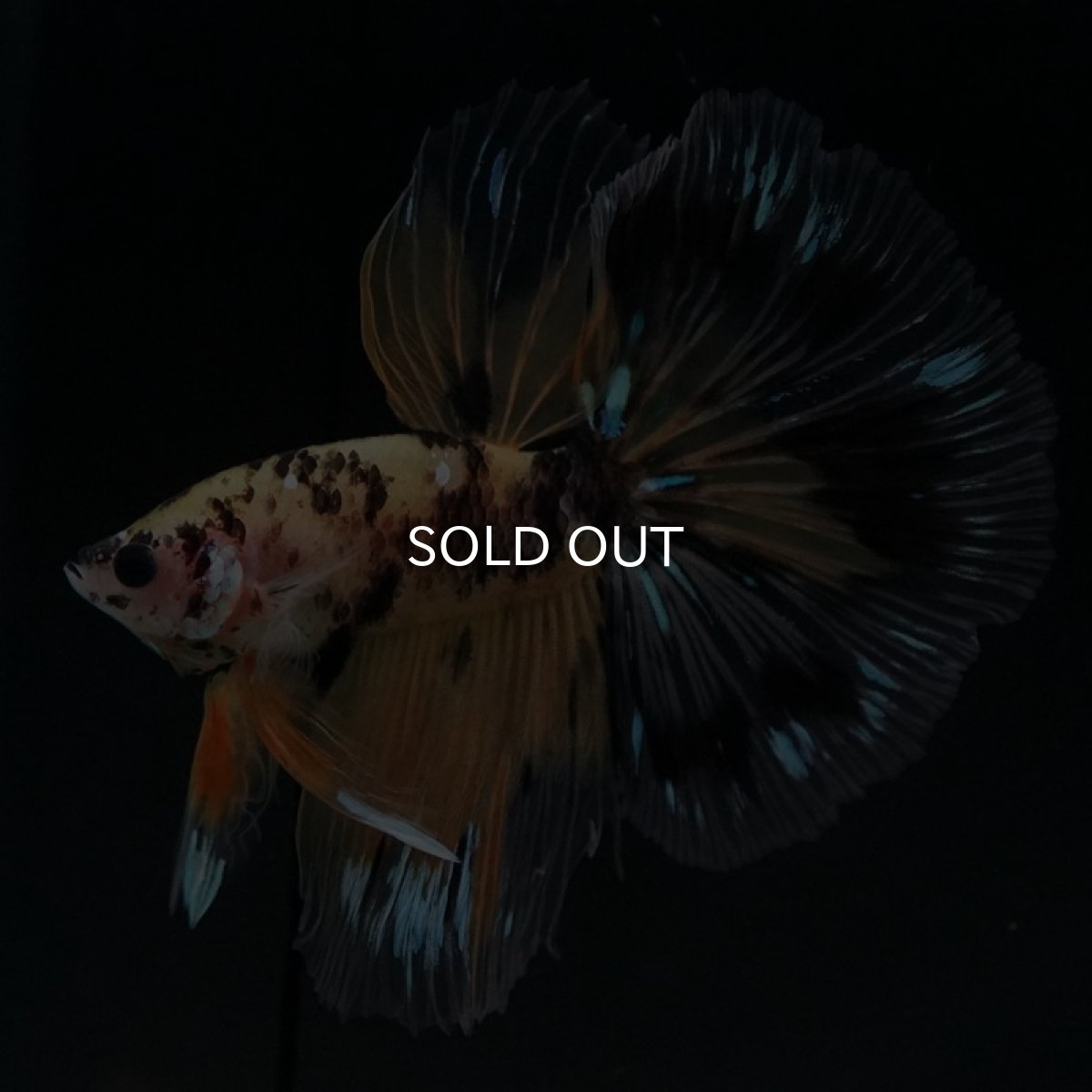 画像7: HM　イエロータイガー (7)