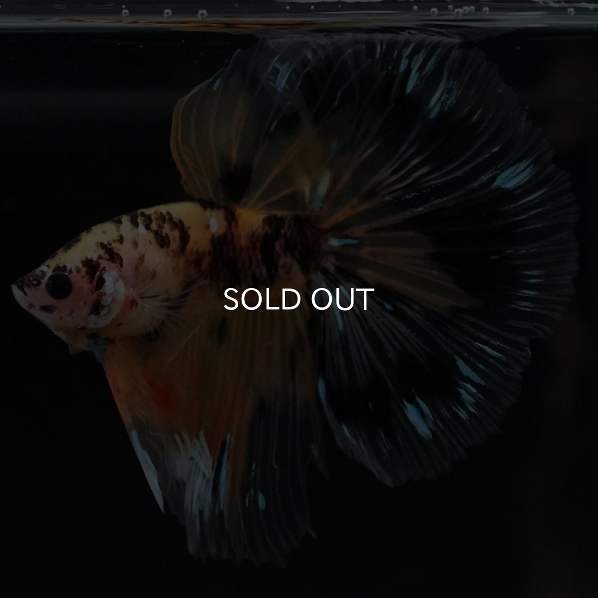 画像5: HM　イエロータイガー (5)