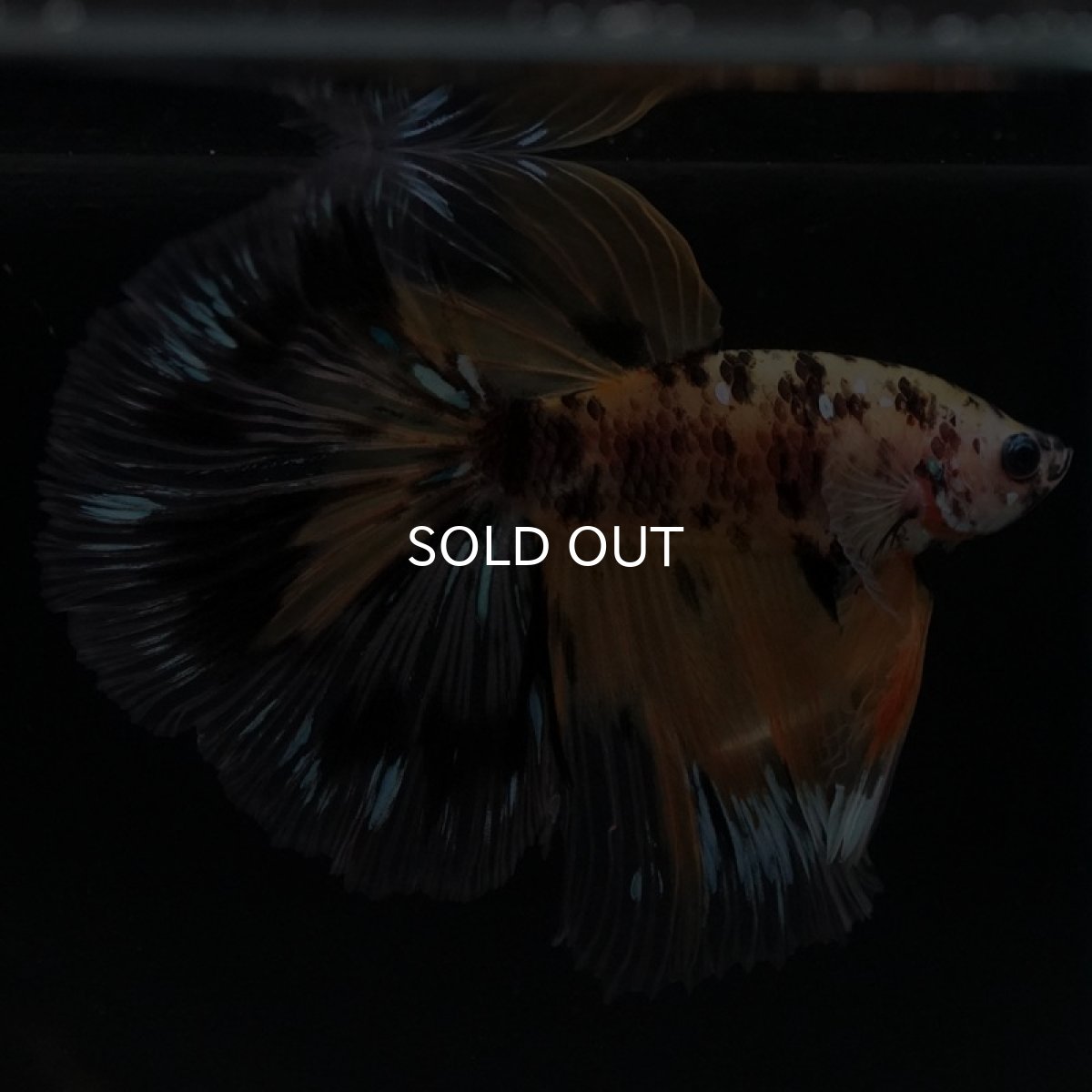 画像6: HM　イエロータイガー (6)