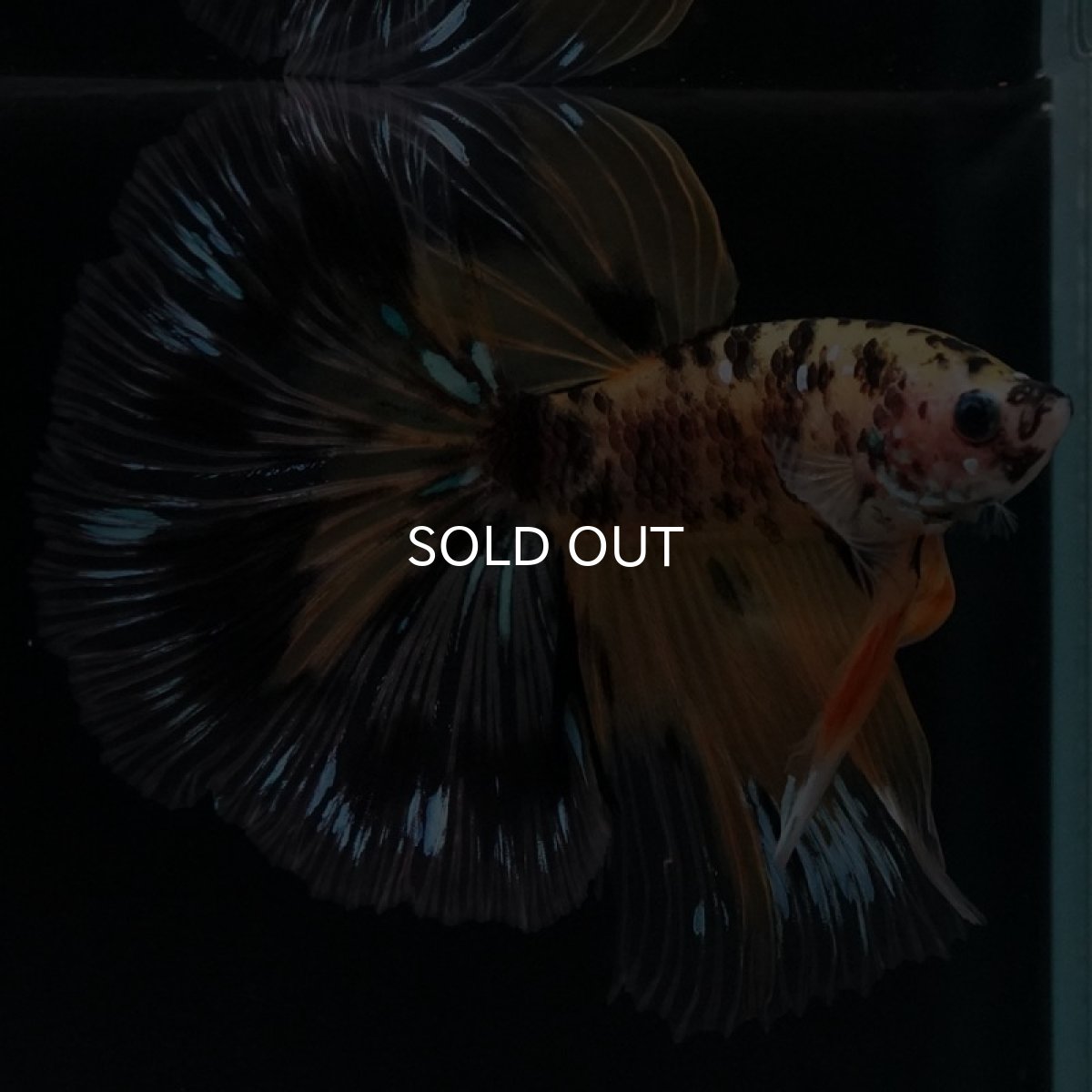 画像4: HM　イエロータイガー (4)