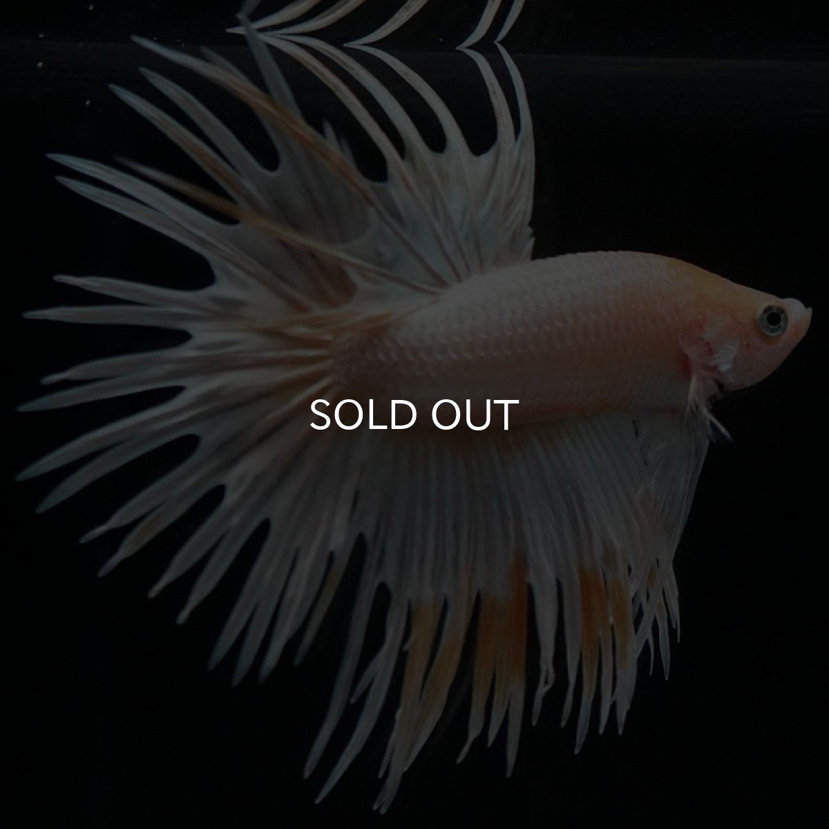 画像2: CT ゴールドマーブル (2)