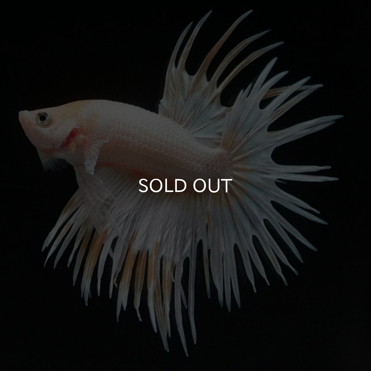 画像6: CT ゴールドマーブル (6)