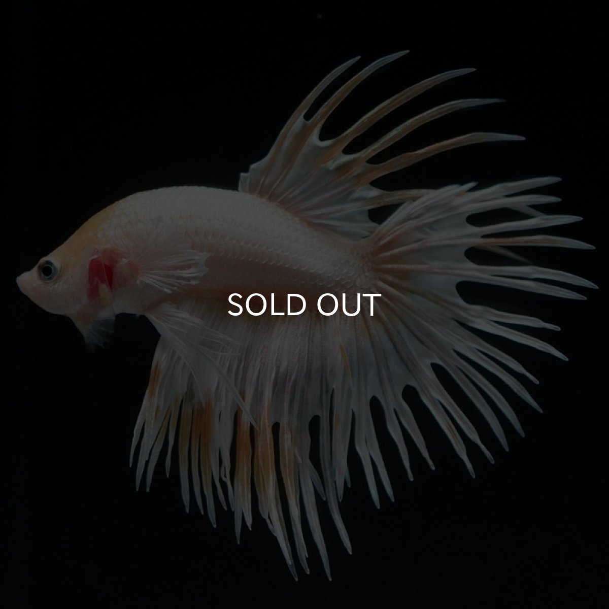 画像5: CT ゴールドマーブル (5)