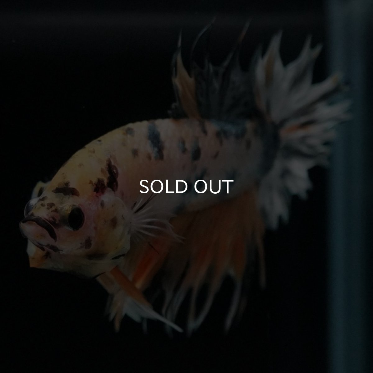 画像7: CTPK イエローカッパー (7)