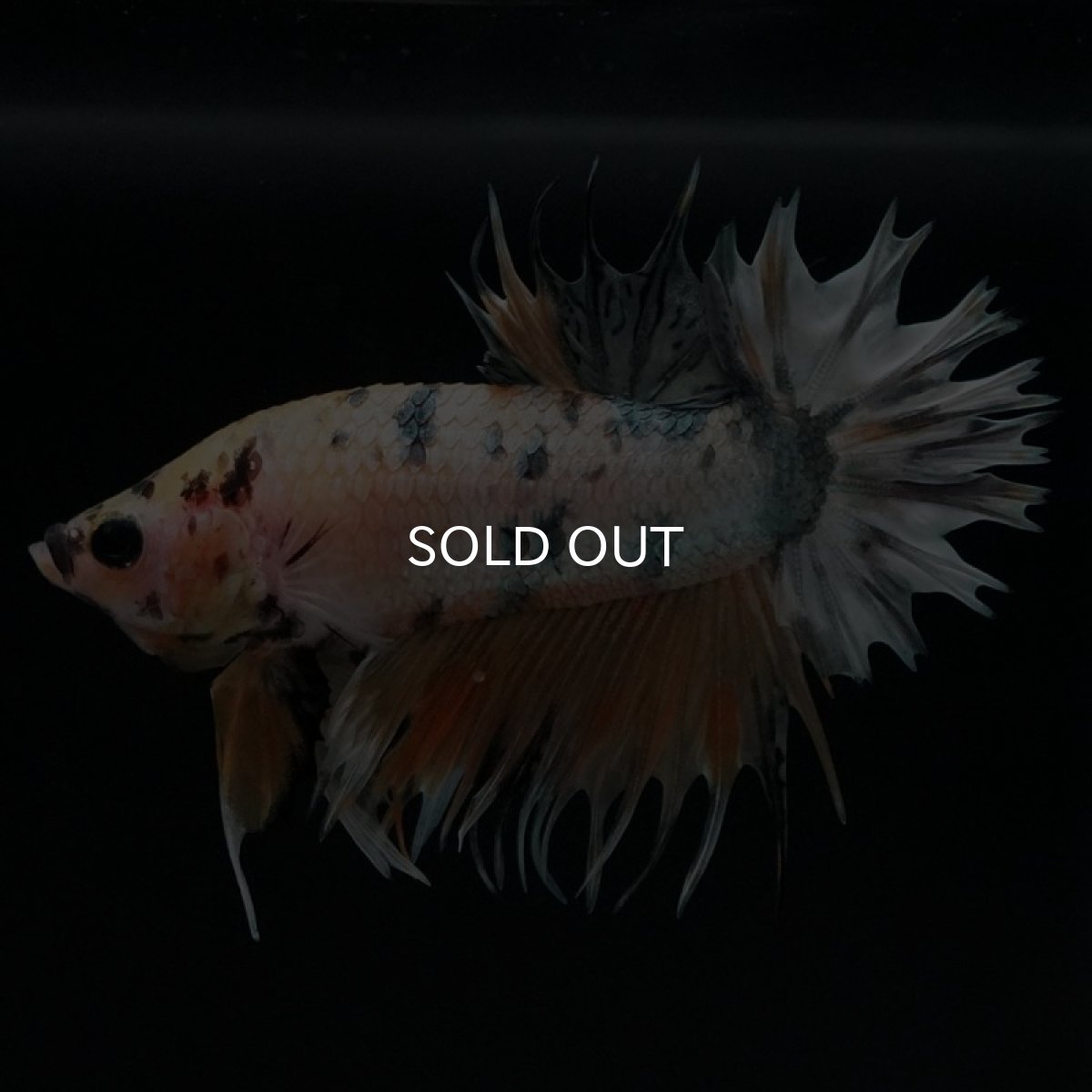 画像5: CTPK イエローカッパー (5)