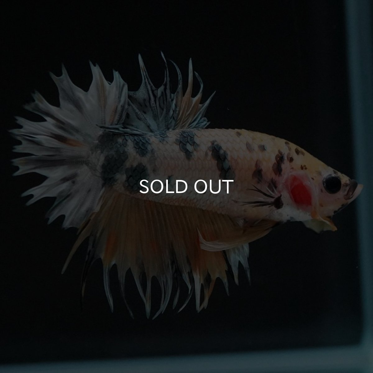 画像8: CTPK イエローカッパー (8)