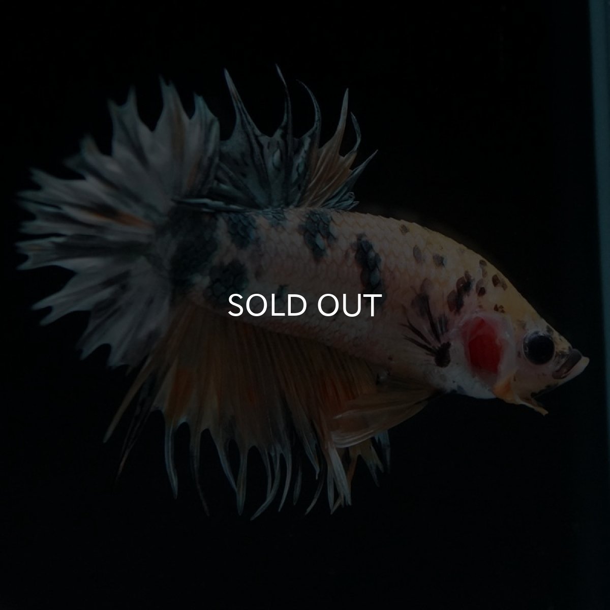 画像2: CTPK イエローカッパー (2)