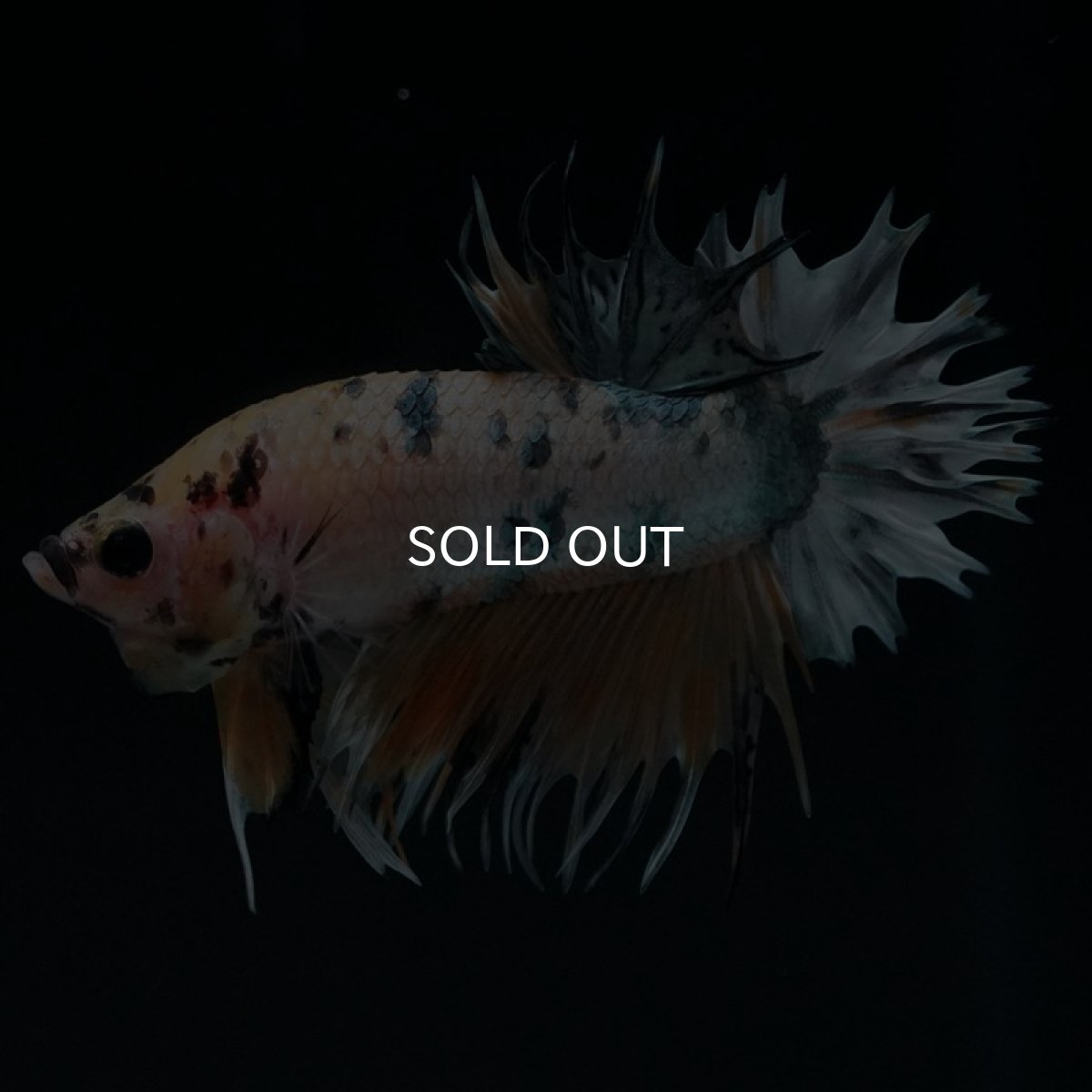 画像3: CTPK イエローカッパー (3)