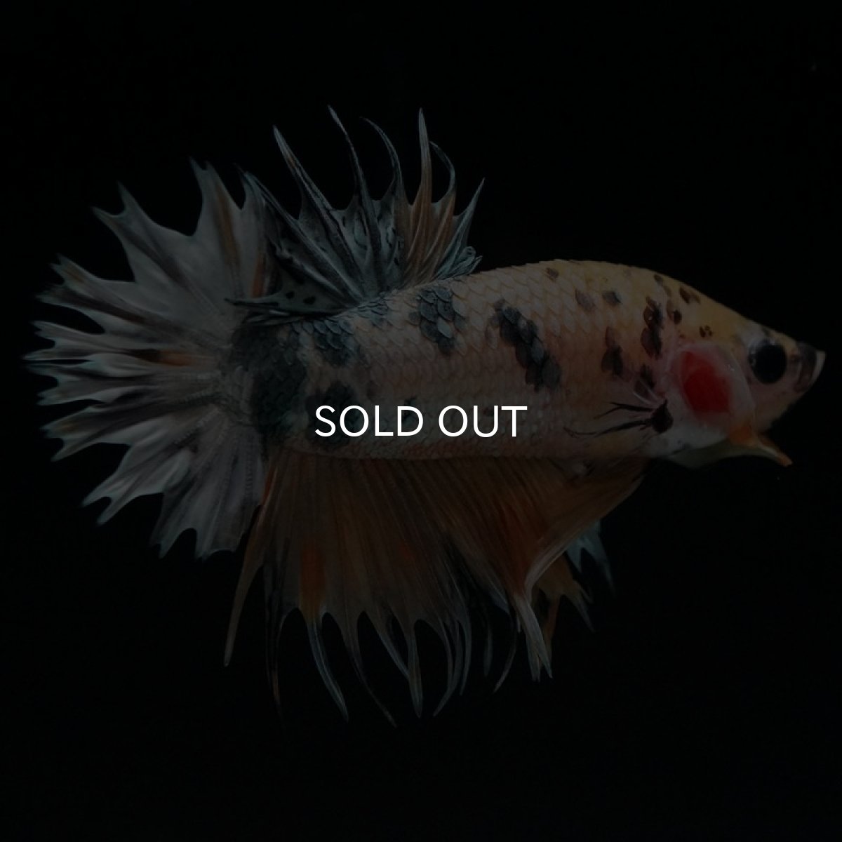 画像4: CTPK イエローカッパー (4)