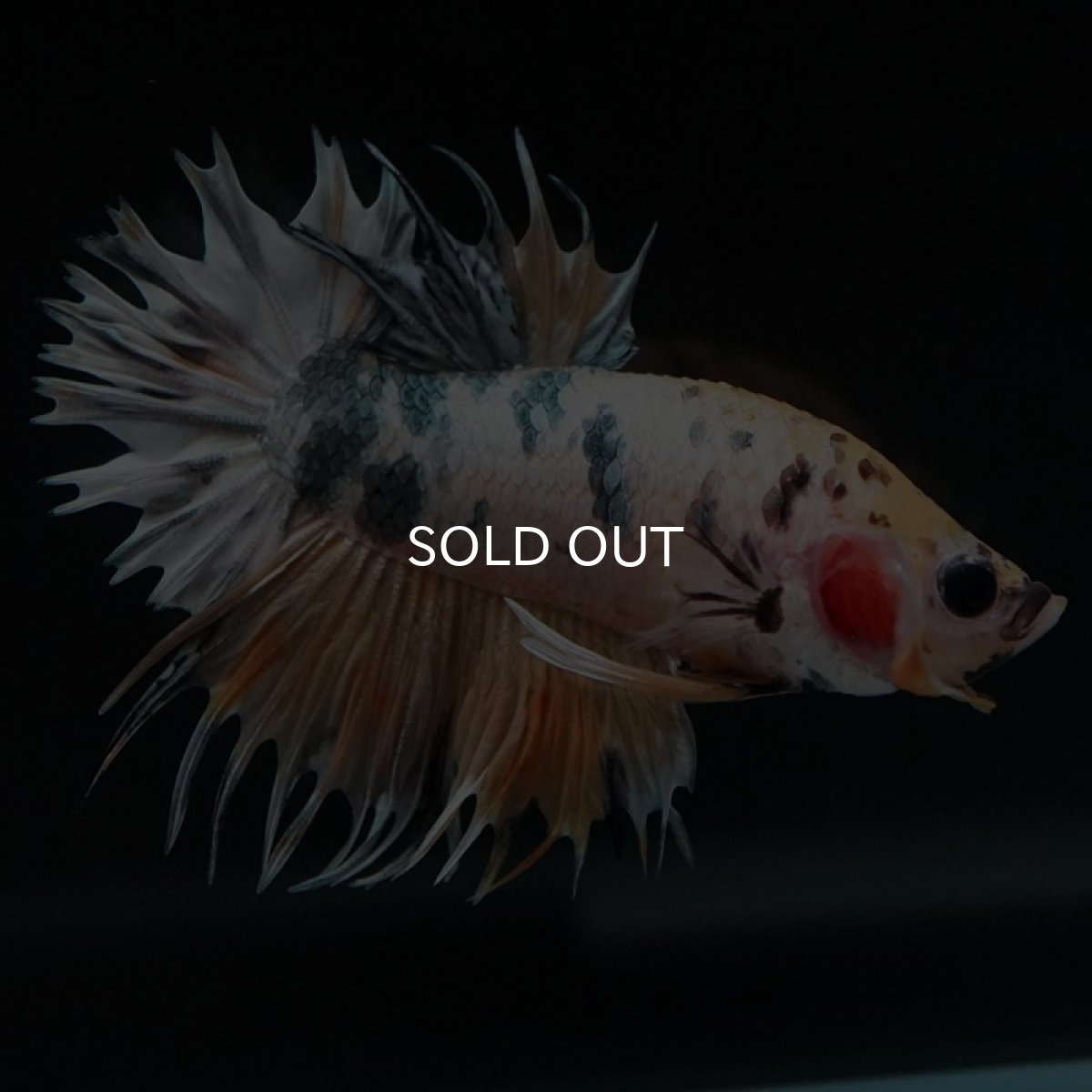 画像6: CTPK イエローカッパー (6)