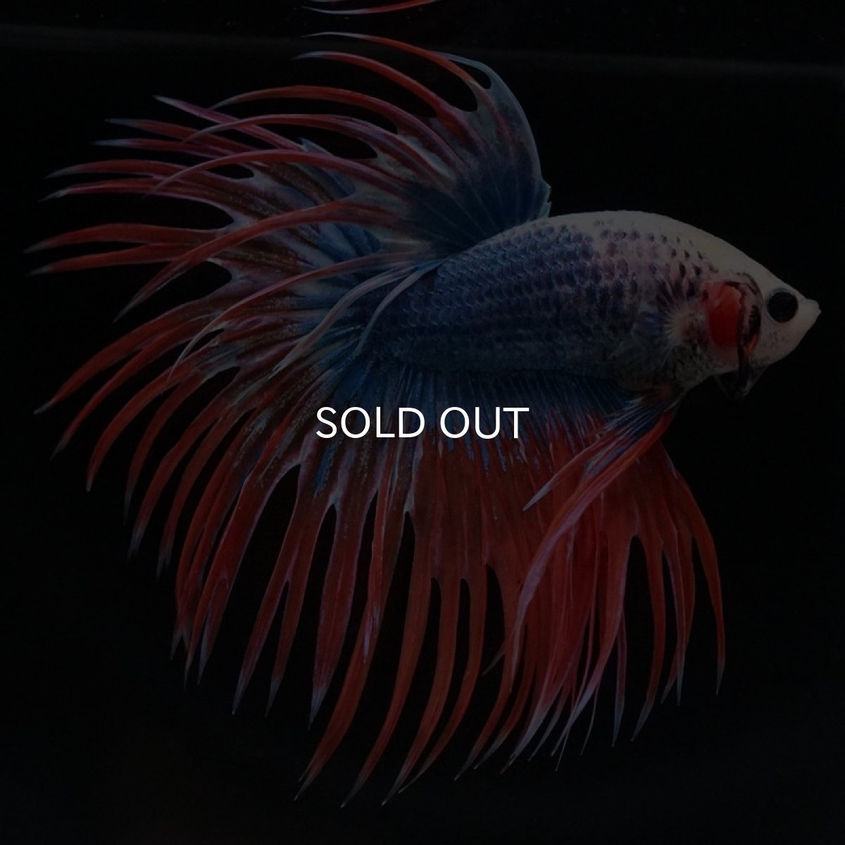 画像2: CT タイフラッグ (2)