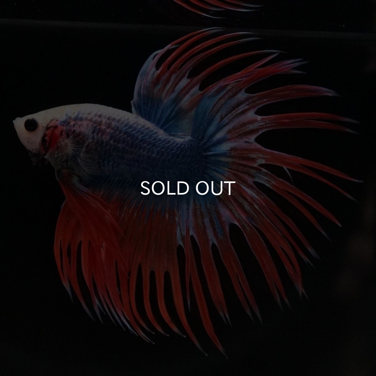 画像3: CT タイフラッグ (3)