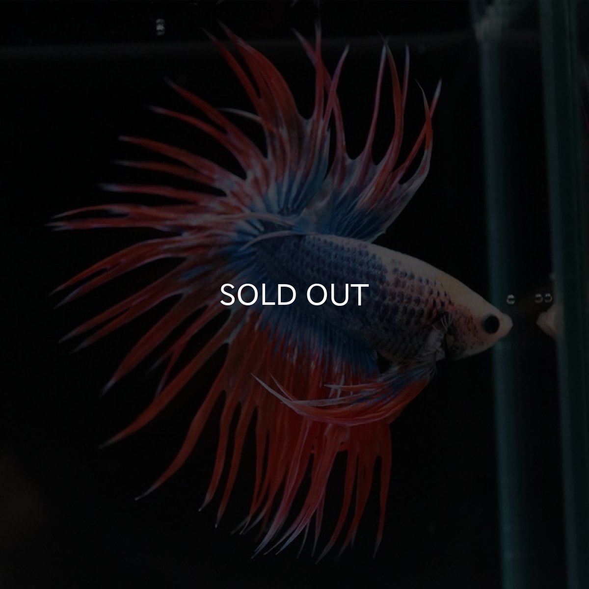 画像5: CT タイフラッグ (5)