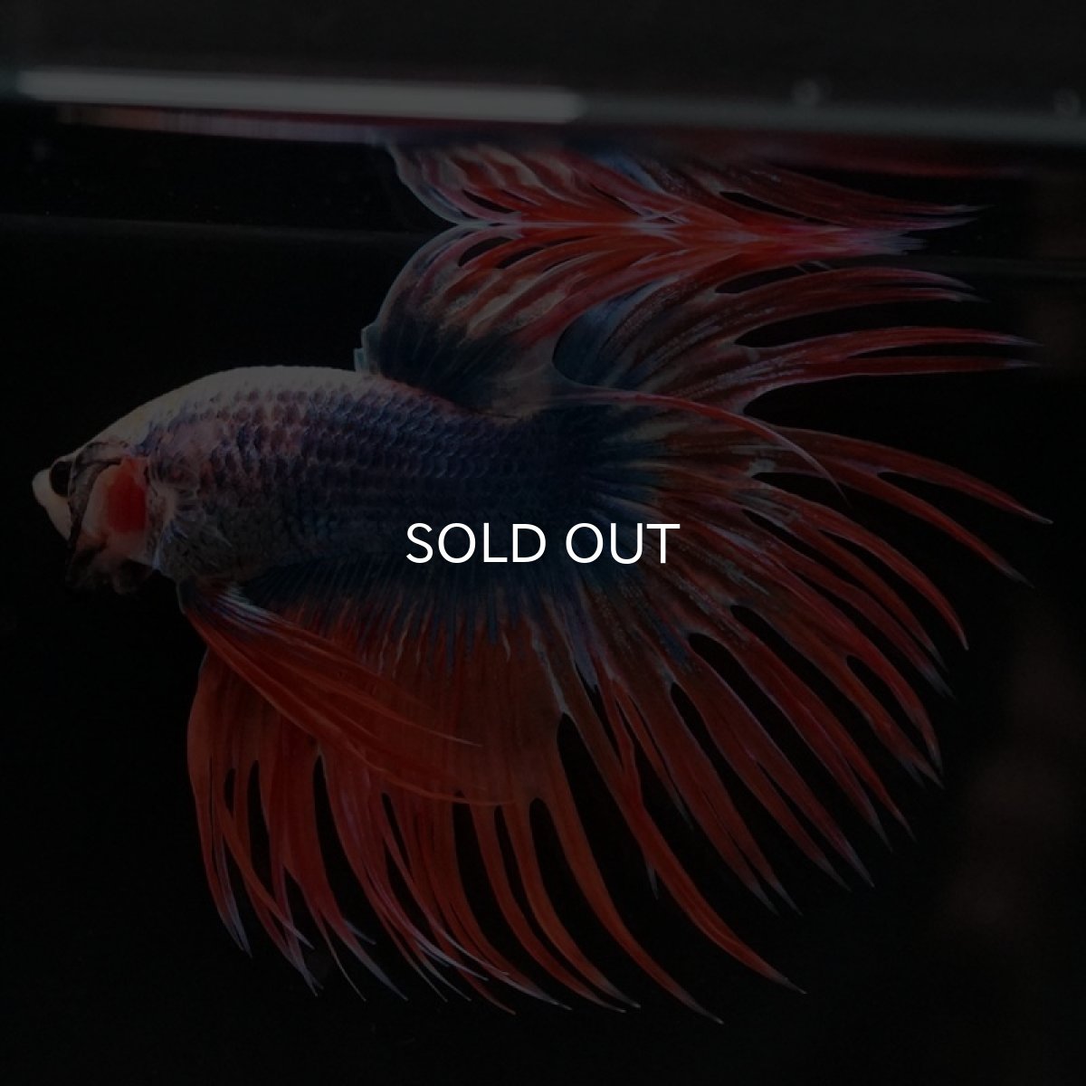 画像6: CT タイフラッグ (6)